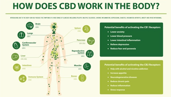 cbd-entschluesselt-die-bedeutung-und-ihre-auswirkungen