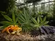 rarest-cannabis-terpene-im-ueberblick-seltene-profile-und-ihre-besonderen-eigenschaften