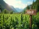 schweiz-plant-online-cannabis-verkauf-e-id-fuer-jugendschutz-im-fokus