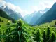 schweizer-genuss-die-besten-cannabis-sorten-aus-der-schweiz