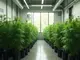 so-sorgst-du-fuer-optimale-belueftung-beim-cannabis-anbau
