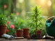 streit-um-cannabisgesetz-anbauvereine-fordern-weniger-buerokratische-huerden