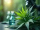 thc-cooh-auf-die-spur-von-thc-abbauprodukten
