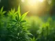 thueringens-ministerpraesident-voigt-fordert-abschaffung-des-cannabis-gesetzes-in-deutschland