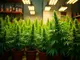 thueringer-cannabis-clubs-kaempfen-gegen-buerokratische-huerden-und-widerstaende