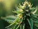 trichome-und-ihre-rolle-bei-cbd-reichen-blueten