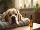unterstuetzung-bei-hundedemenz-cbd-oel-fuer-mehr-lebensfreude