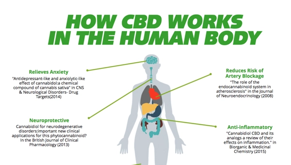 Von Entspannung bis Heilung: Die faszinierende Wirkung von CBD entschlüsselt