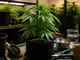 wie-du-erfolgreich-cannabis-anbauen-kannst-die-wichtigsten-tipps