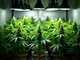 wie-viel-watt-benoetigt-man-fuer-den-erfolgreichen-cannabis-anbau