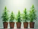 woechentlicher-fortschritt-cannabis-anbau-woche-fuer-woche-erklaert