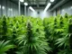 zehn-cannabis-clubs-in-hamburg-genehmigt-erste-legale-ernten-im-norden-erwartet